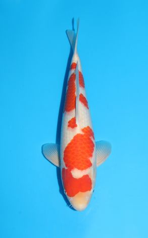 Kohaku