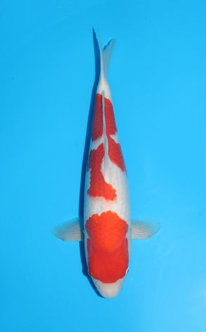 Kohaku