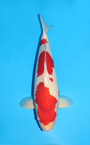 Kohaku