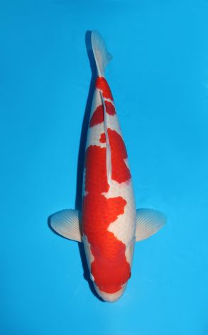 Kohaku