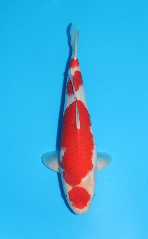 Maruten Kohaku