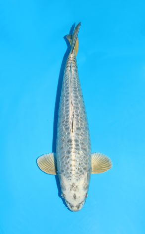 Doitsu Big Scale Gin Rin Gin Kabuto