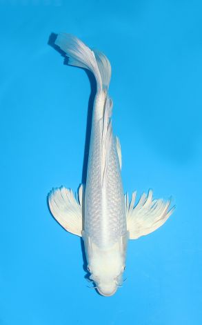 Longfin Gin Rin Platinum