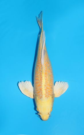 longfin Doitsu Big Scale Yamabuki