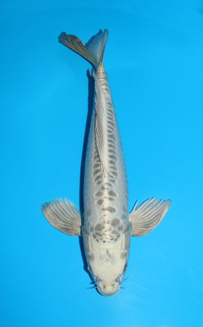 Longfin Doitsu Gin Kabuto