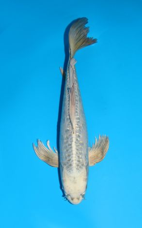 Longfin Doitsu Gin Rin Gin Kabuto