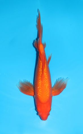 Longfin Gin Rin Benigoi