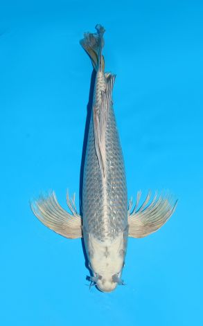 Longfin Gin Rin Gin Kabuto