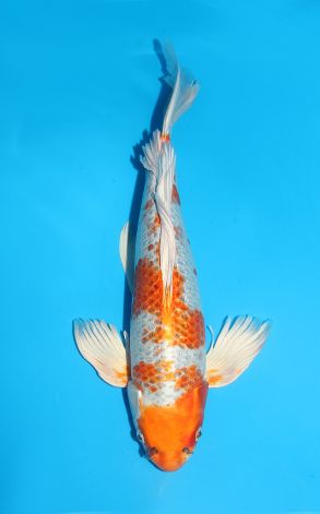 Longfin Gin Rin Kujaku