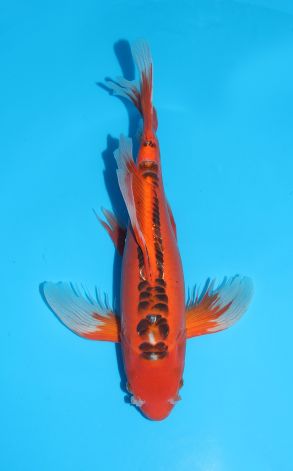 Longfin Hi Utsuri