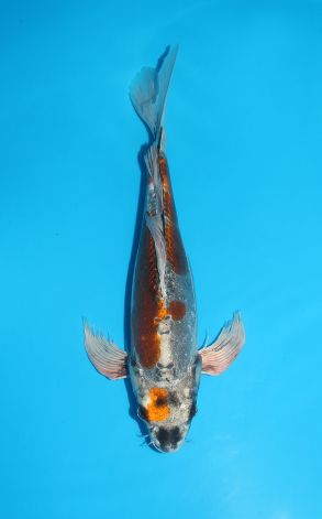 Longfin Kin Kikokuryu