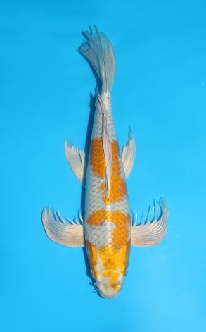 Longfin Kogane Ochiba