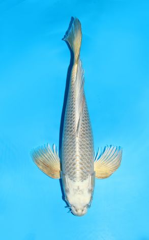 Longfin Kogane Ochiba