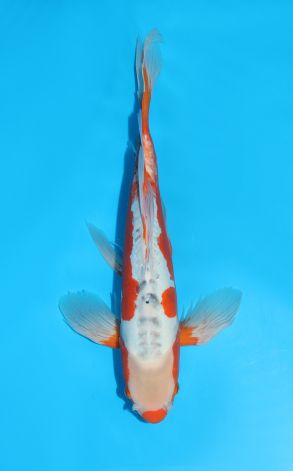 Longfin Shusui