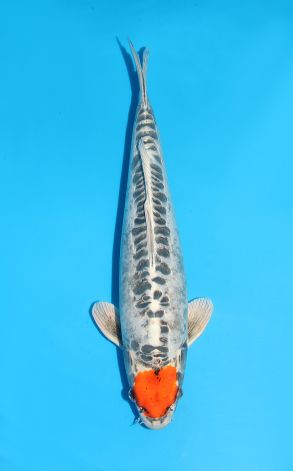 Tancho Beni Kikokuryu