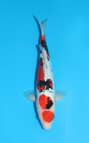 Doitsu Maruten Sanke