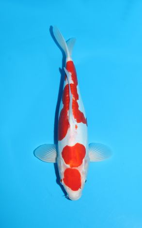 Doitsu Maruten Kohaku