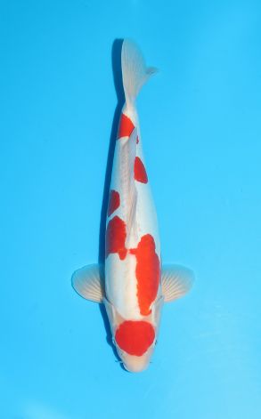 Doitsu Maruten Kohaku