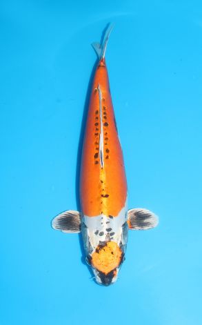 Maruten Kin Kikokuryu