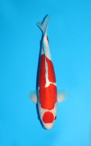 Doitsu Maruten Kuchibeni Kohaku