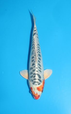 Doitsu Big Scale Kujaku