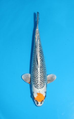 Gin Rin Tancho Kujaku