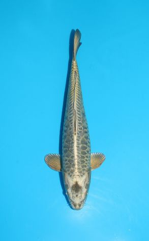 Doitsu Big Scale Gin Kabuto