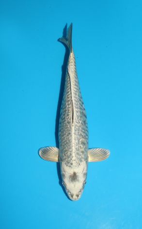 Doitsu Gin Rin Big Scale Gin Kabuto