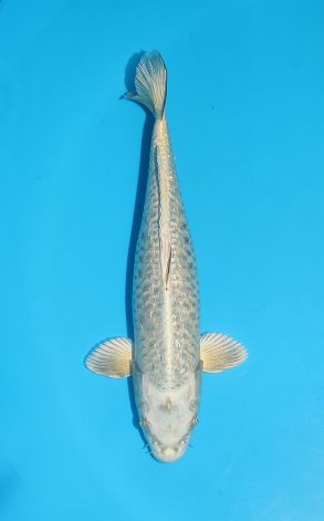 Doitsu Gin Rin Big Scale Gin Kabuto