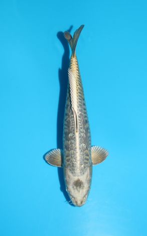 Doitsu Gin Rin Big Scale Gin Kabuto