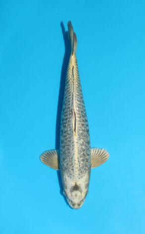 Doitsu Gin Rin Big Scale Gin Kabuto