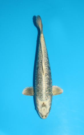 Doitsu Gin Rin Big Scale Gin Kabuto