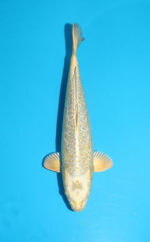 Doitsu Gin Rin Big Scale Mukashi