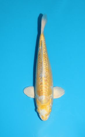 Doitsu Gin Rin Hariwake