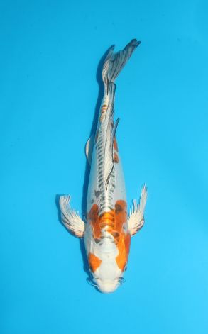 Longfin Beni Kikokuryu