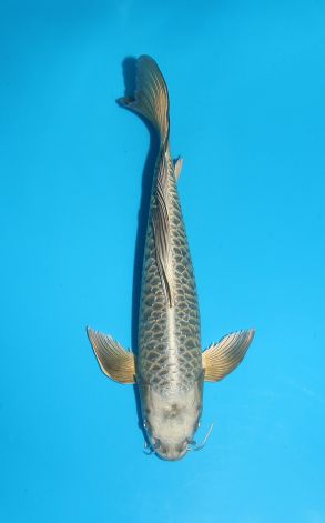 Longfin Doitsu Gin Kabuto