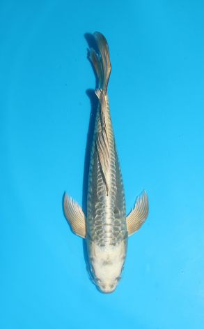 Longfin Doitsu Gin Kabuto