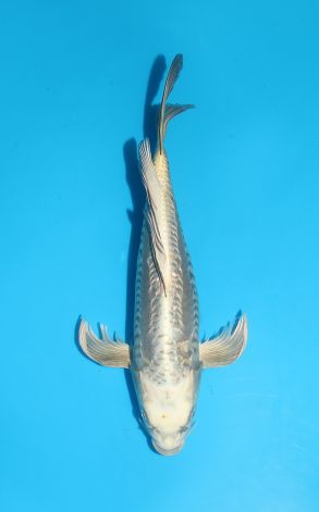 Longfin Doitsu Gin Rin Gin Kabuto