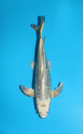 Longfin Doitsu Gin Rin Gin Kabuto