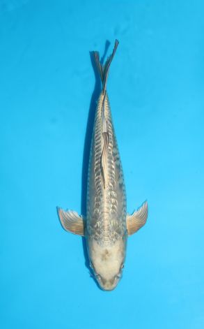 Longfin Doitsu Gin Rin Gin Kabuto