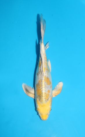 Longfin Doitsu Gin Rin Ki Kikokuryu