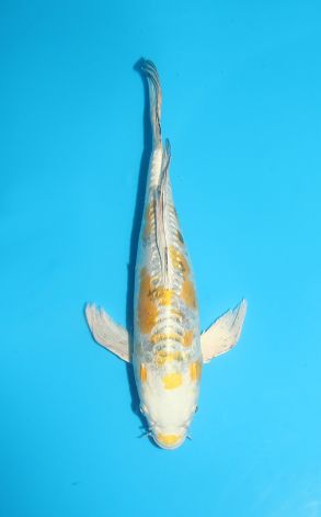 Longfin Doitsu Gin Rin Ki Kikokuryu