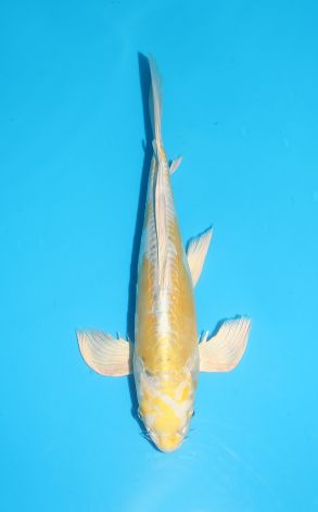 Longfin Doitsu Hariwake