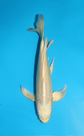 Longfin Doitsu Mukashi