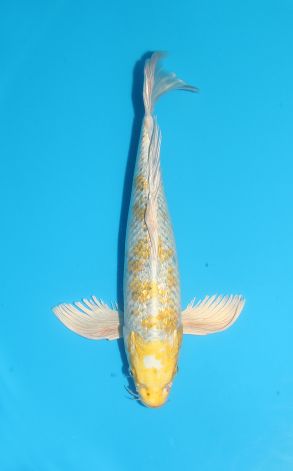 Longfin Gin Rin Kogane Ochiba