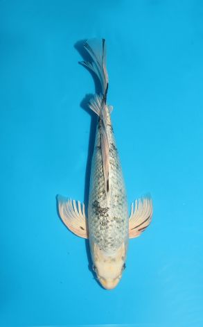 Longfin Gin Rin Metallic Bekko