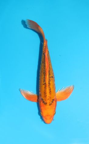 Longfin Gin Rin Mizuho Ogon