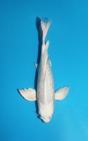 Longfin Gin Rin Platinum