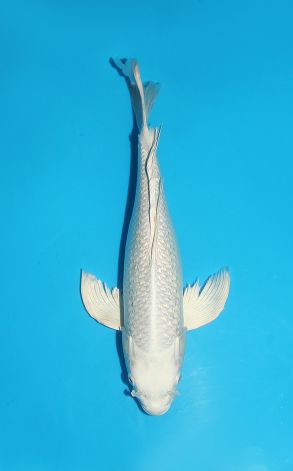 Longfin Gin Rin Platinum