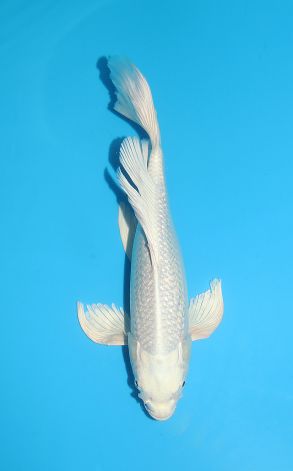 Longfin Gin Rin Platinum